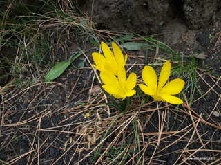 ova Gussonea-23-10-2012 11-49-06